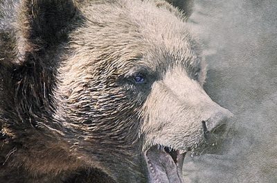 The Hunter and The Bear – English Podcast – Nauvalia Regina