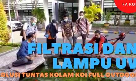 Filtrasi dan Lampu UV, Solusi Tuntas Kolam Koi Full Outdoor | Kolam PENS